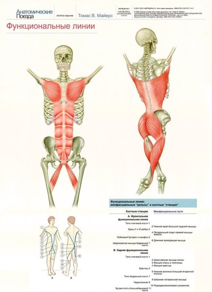 Задняя мышечно фасциальная цепь