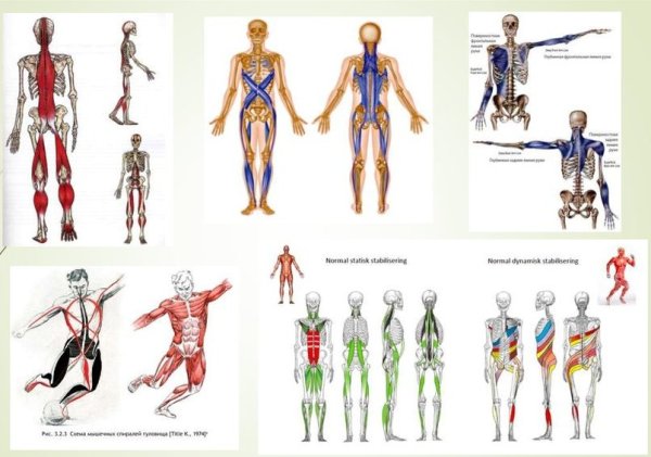 Анатомические поезда Томас Майерс