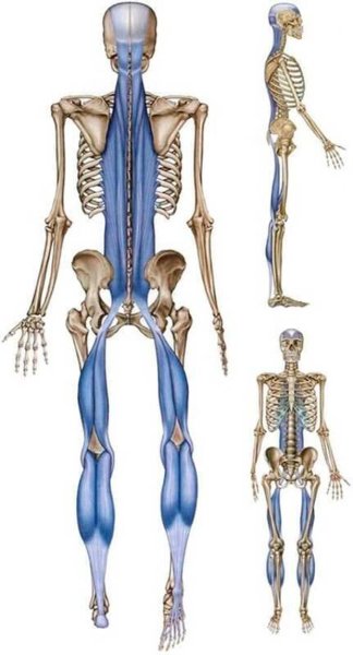 Анатомические поезда Томас Майерс функциональная линия