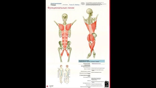 Глубинная миофасциальная линия Томас Майерс