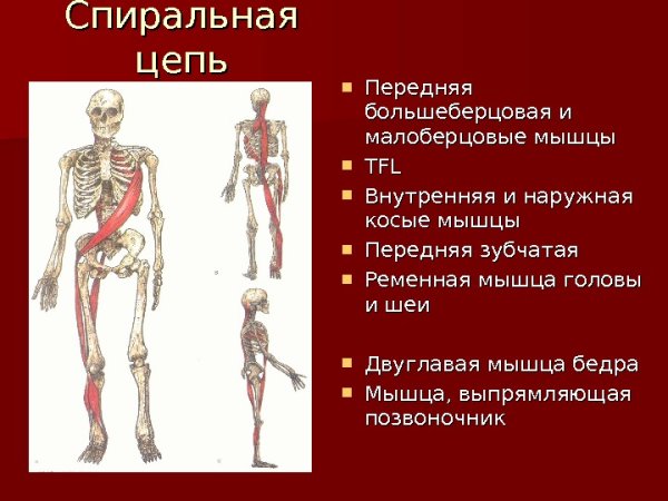 Анатомические поезда Томас Майерс