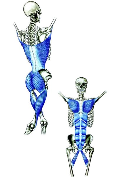 Миофасциальная структура