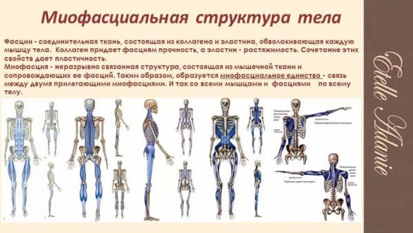 Анатомические поезда рук Томас Майерс