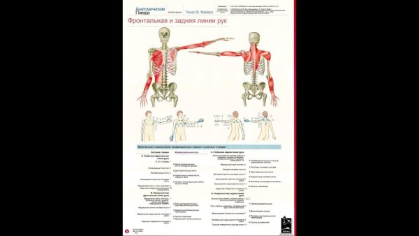 Анатомические поезда Томас Майерс