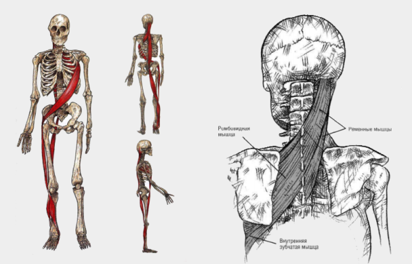 Поверхностная дорзальная миофасциальная цепь