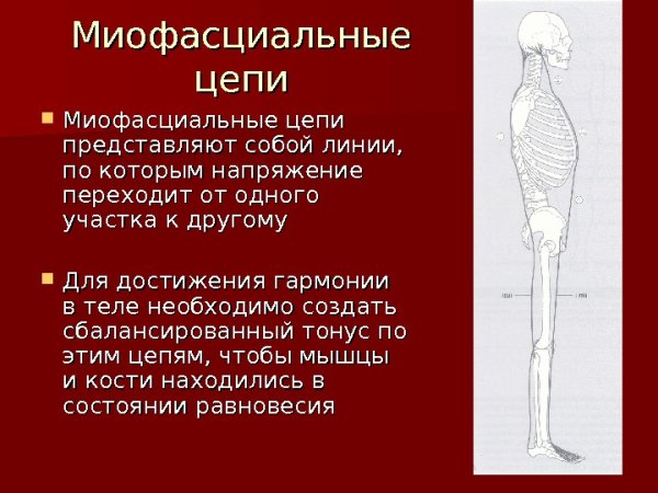 Задняя поверхностная миофасциальная линия