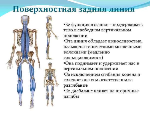 Миофасциальные цепи схема анатомические поезда