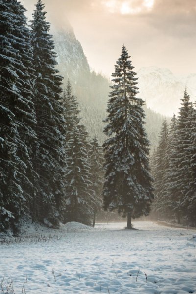 Зимний Скандинавский лес