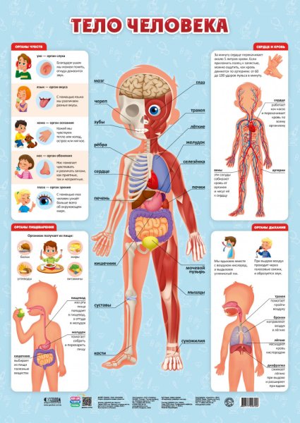 Плакат тело человека для детей