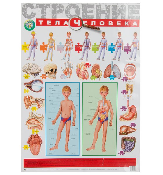 Анатомия человека для детей