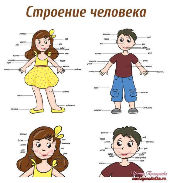 Анатомия человека для детей