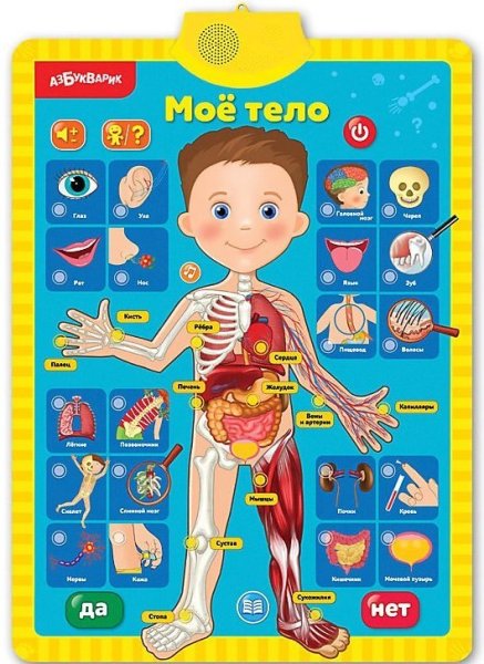 Тело человека для детей