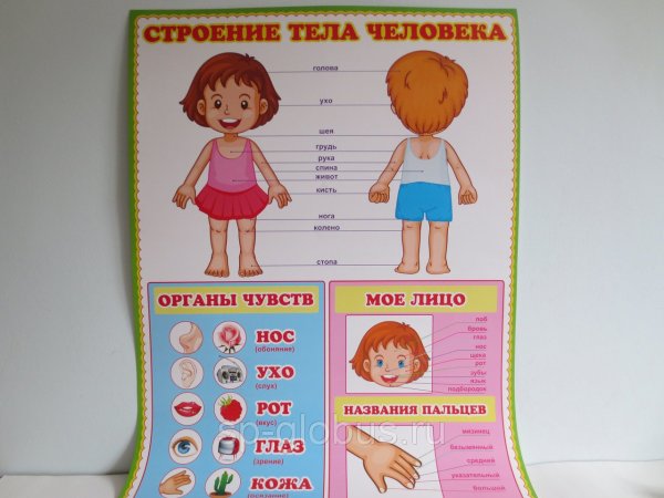Тело человека для детей