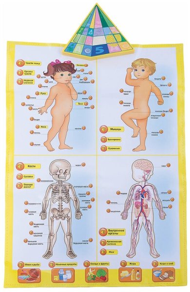 Тело человека для дошкольников