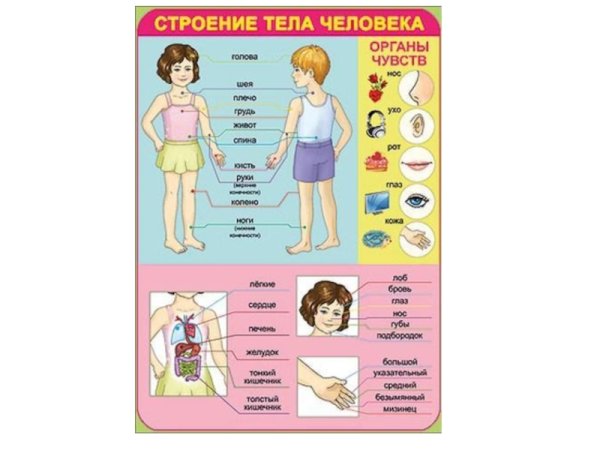 Тело человека для детей