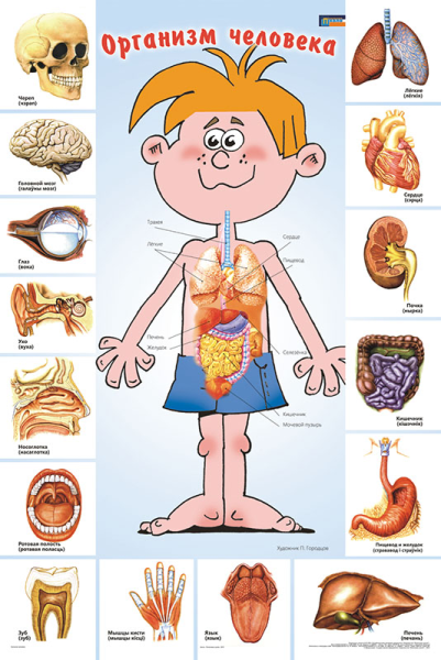 Плакат части тела человека для детского сада