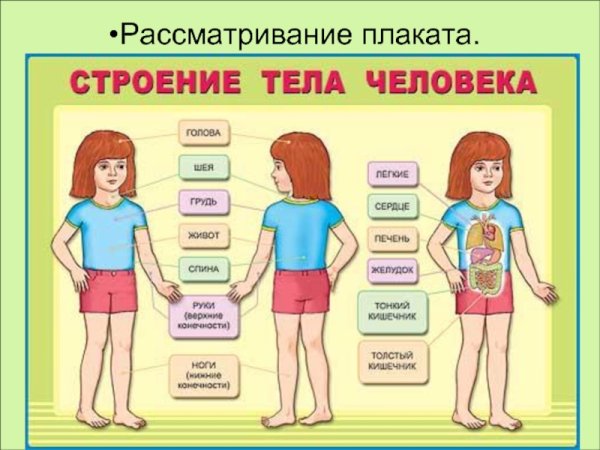 Строение тела для детей