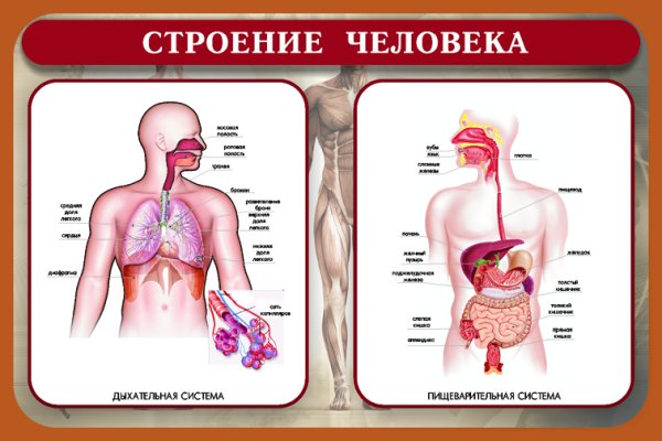 Тело человека для детей