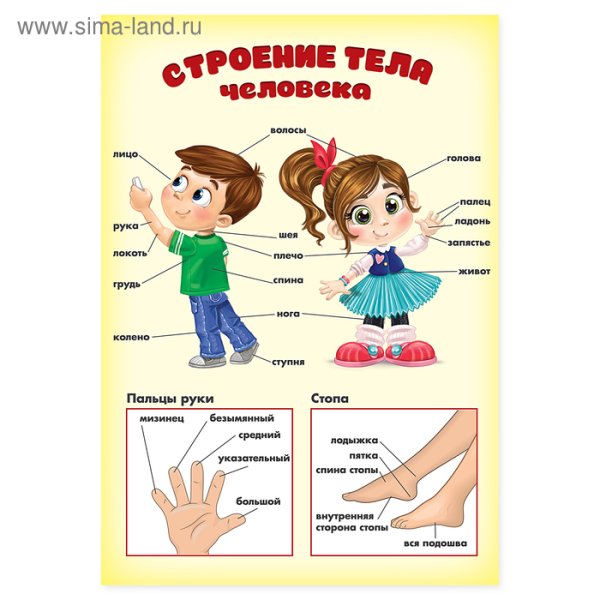 Схема органов человека