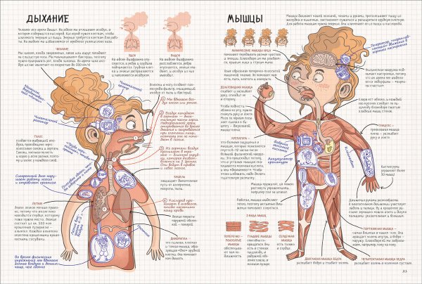Скелет человека с органами и мышцами