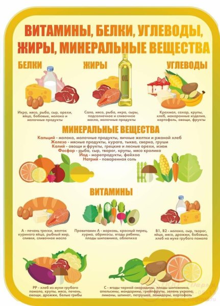 Белки жиры углеводы витамины стенд
