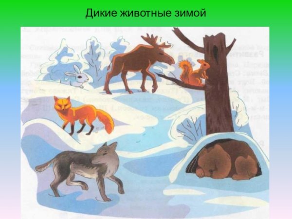 Зимующие звери в лесу для детей