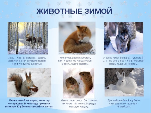 Как зимуют звери