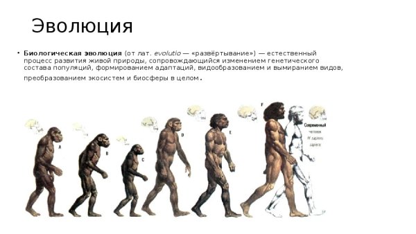 Человек и животное Эволюция