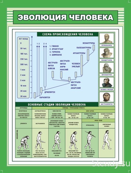 Стенд Эволюция человека