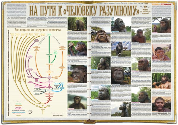 Эволюционное Древо приматов и человека