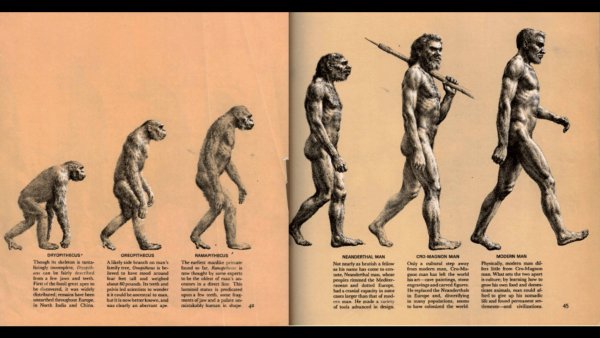 Эволюция Дарвин хомо