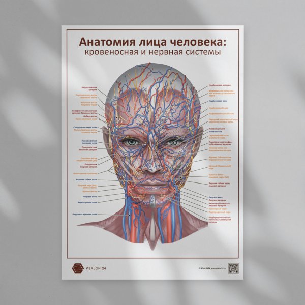 Анатомический плакат лица