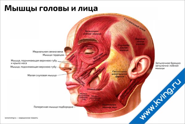 Анатомия лица в косметологии