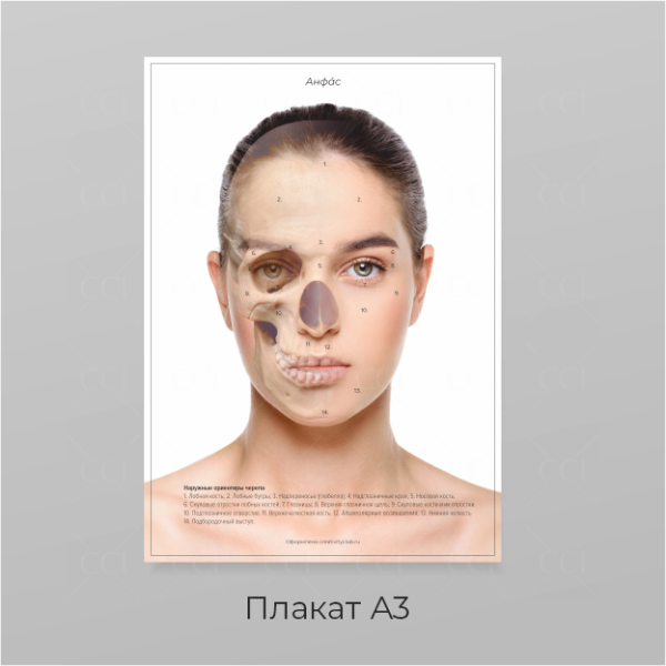 Плакат анатомия лица