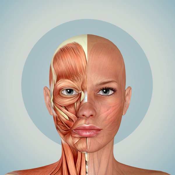 Строение мышц лица человека анатомия