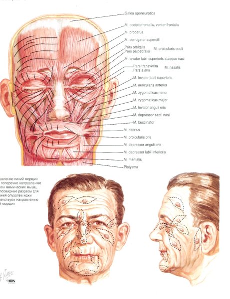 Атлас мышц лица