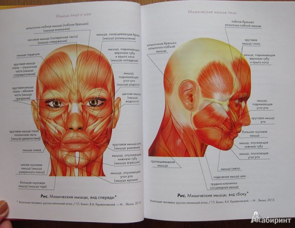 Мышцы лица человека анатомия