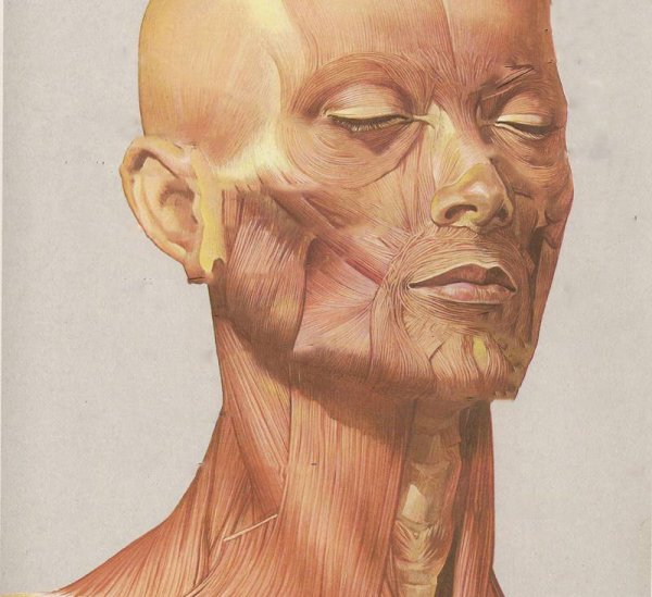 Строение черепной коробки человека