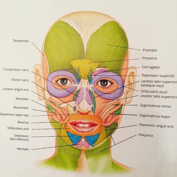 Мышцы лица и шеи анатомия для косметологов
