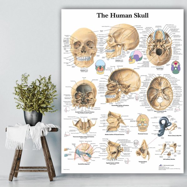 Мимические мышцы лица анатомия