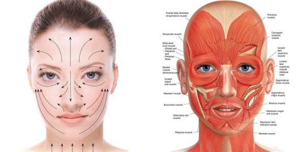 Мышцы лица и шеи анатомия для косметологов