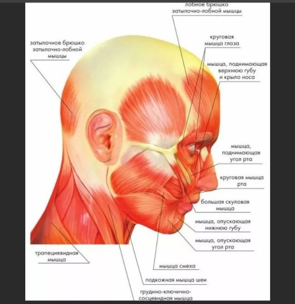 Мышечный каркас лица