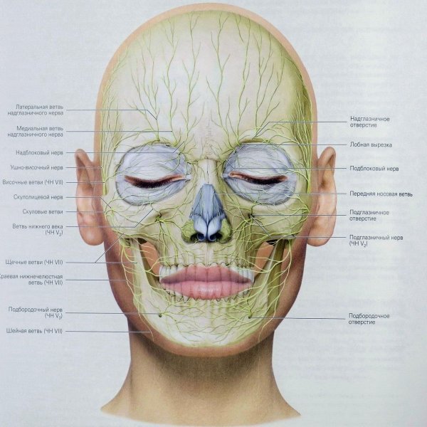 Мышечное строение черепа человека