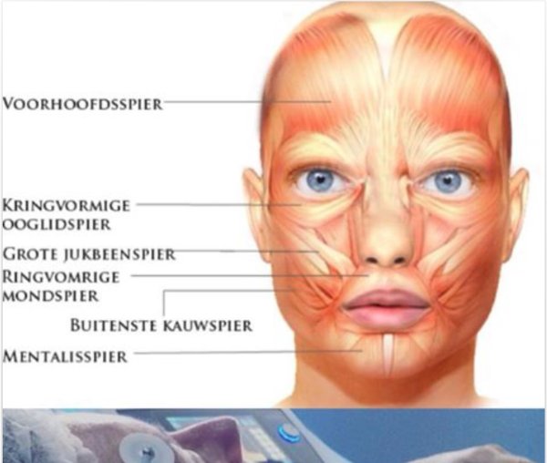 Мимические мышцы лица анатомия вид спереди