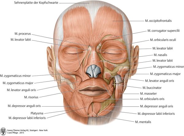 Мышцы шеи сзади анатомия затылок