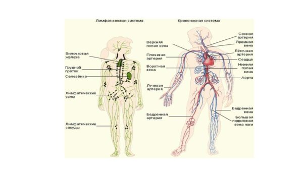 Лимфатическая система человека плакат