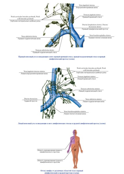 Лимфатическая система человека лимфоузлы