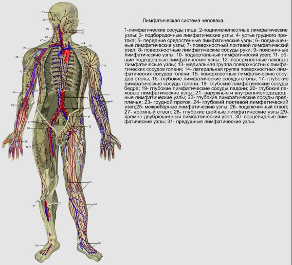 Кровеносная система человека