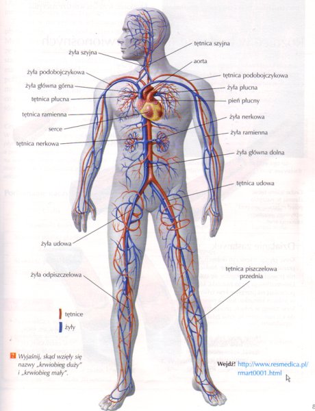 Лимфатическая система человека схема движения лимфы