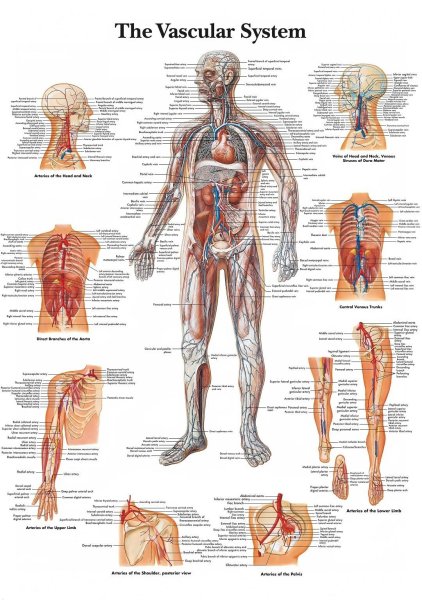 Lymphonodus латынь